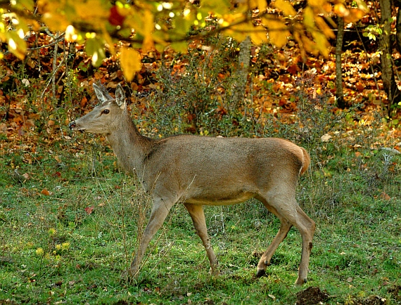 Ancora cervi